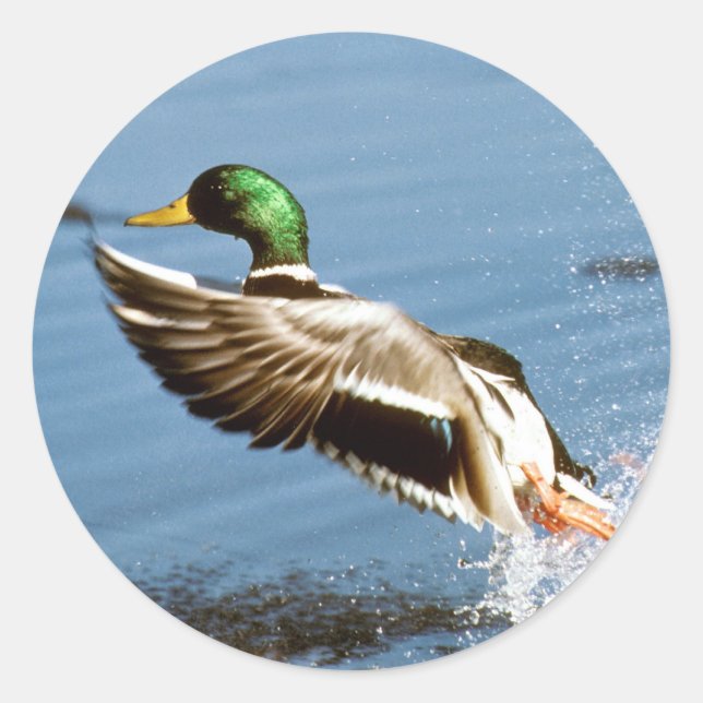 Mallard Drake Duck Classic Round Sticker (Front)