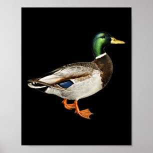Mallard Drake Duck Pocket Logo Mallard Ducks Hunti Poster