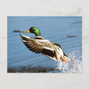 Mallard Drake Duck Postcard