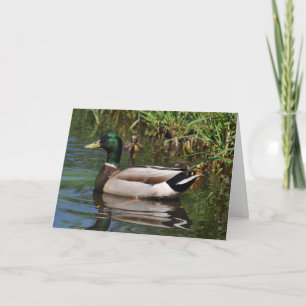 Mallard Drake Ducklings Photograph Father's Day Card