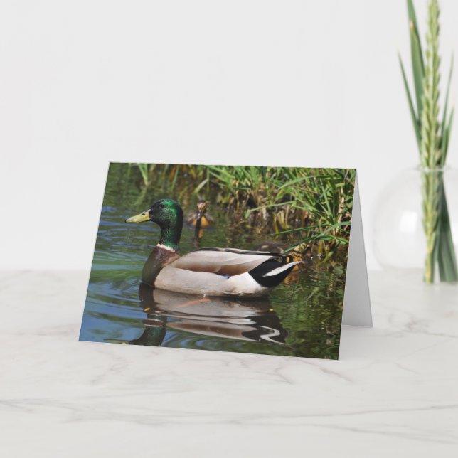 Mallard Drake Ducklings Photograph Father's Day Card (Front)