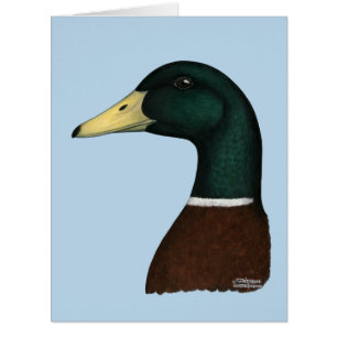 Mallard Drake Head