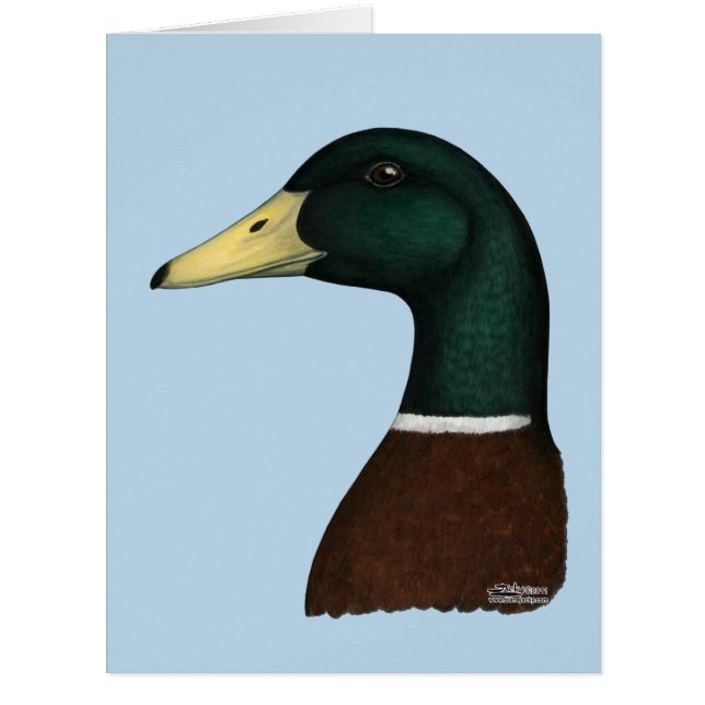 Mallard Drake Head (Front)