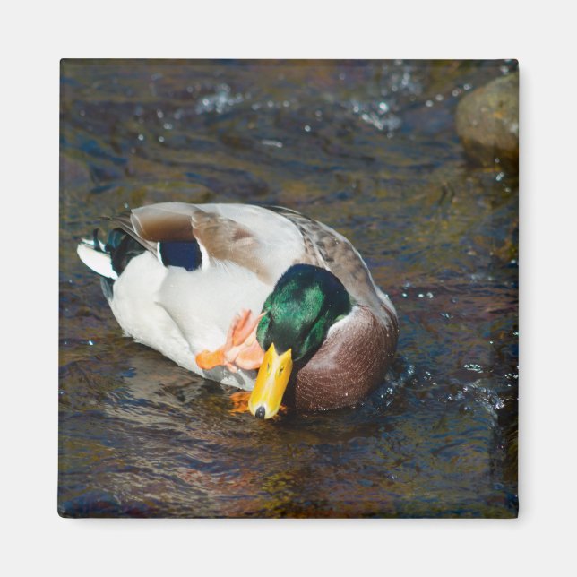 Mallard Drake Magnet (Front)