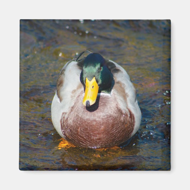 Mallard Drake Magnet (Front)