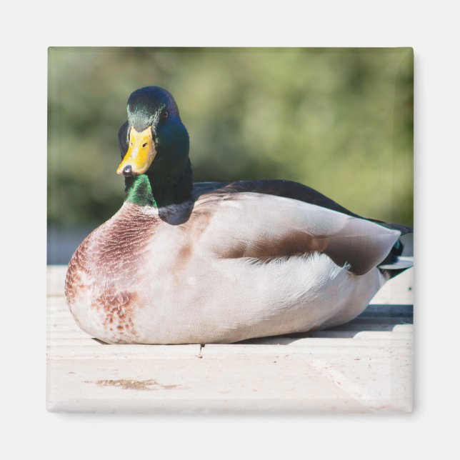 Mallard Drake Magnet (Front)