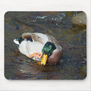 Mallard Drake Mouse Pad