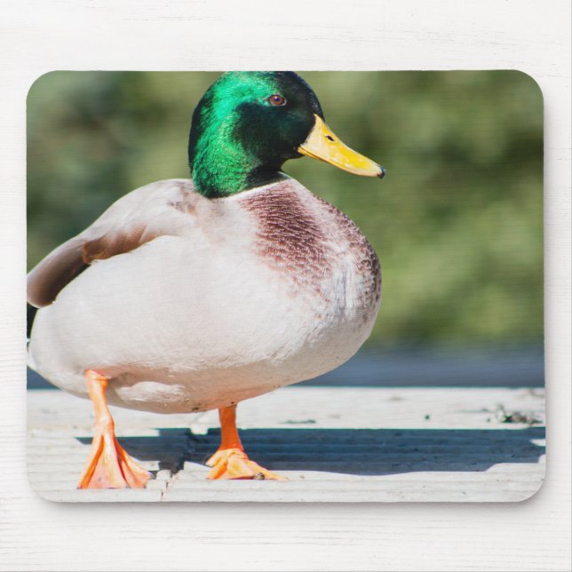 Mallard Drake Mouse Pad (Front)