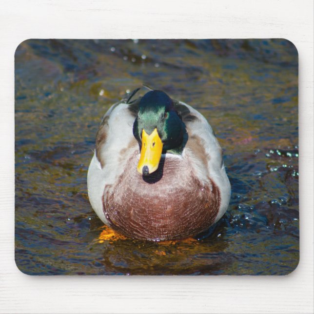 Mallard Drake Mouse Pad (Front)