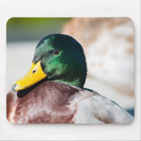 Mallard Drake