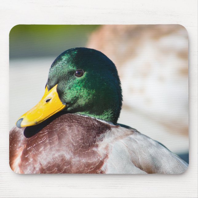 Mallard Drake Mouse Pad (Front)