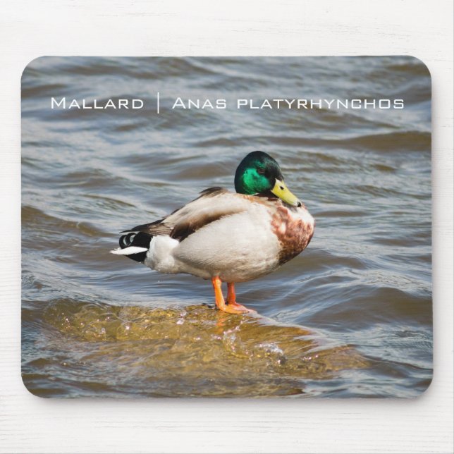 Mallard Drake Mouse Pad (Front)