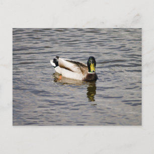Mallard Drake Postcard