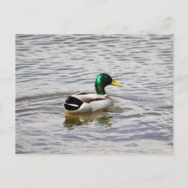 Mallard Drake Postcard (Front)