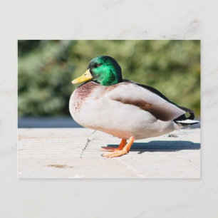 Mallard Drake Postcard