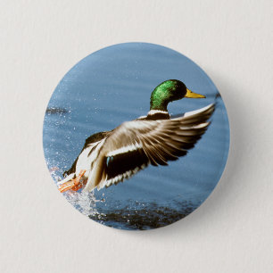 Mallard Drake Takes Flight 6 Cm Round Badge