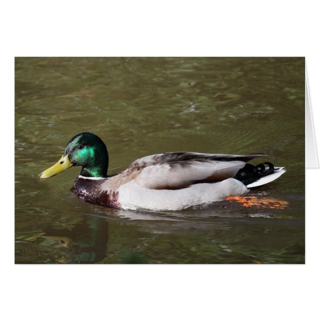 Mallard Duck (Front Horizontal)