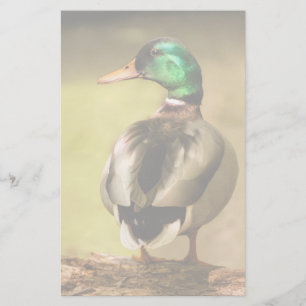 Mallard Duck