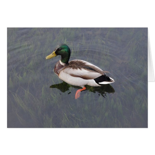 Mallard Duck (Front Horizontal)