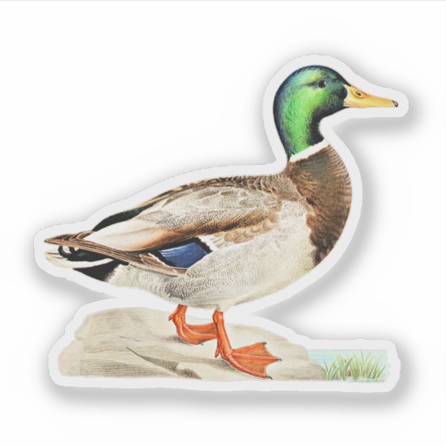 Mallard Duck (Front)