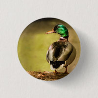 Mallard Duck