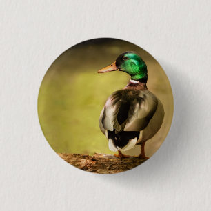 Mallard Duck 3 Cm Round Badge