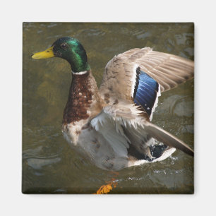 mallard duck about to fly magnet