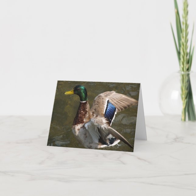 mallard duck about to fly note card (Front)