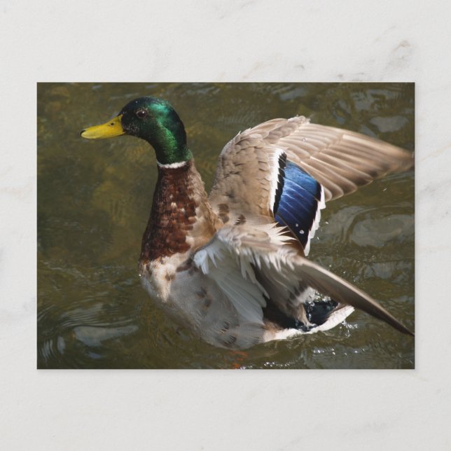 mallard duck about to fly postcard (Front)