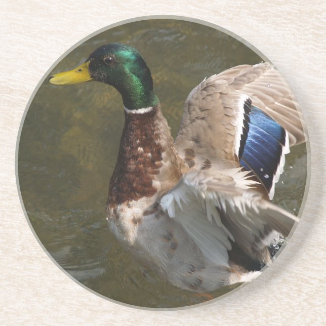 mallard duck about to fly sandstone coaster (Front)