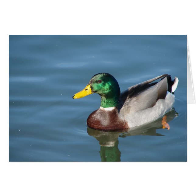 Mallard Duck All Occasions Greeting Card (Front Horizontal)