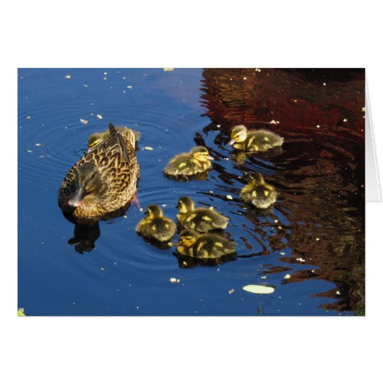 Mallard Duck and Ducklings Card