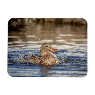 Mallard Duck at Downing Park Magnet