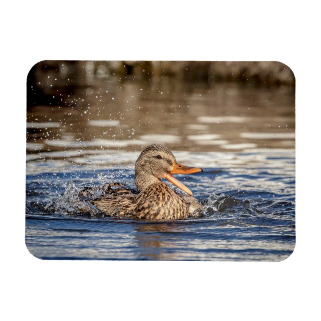 Mallard Duck at Downing Park Magnet (Horizontal)