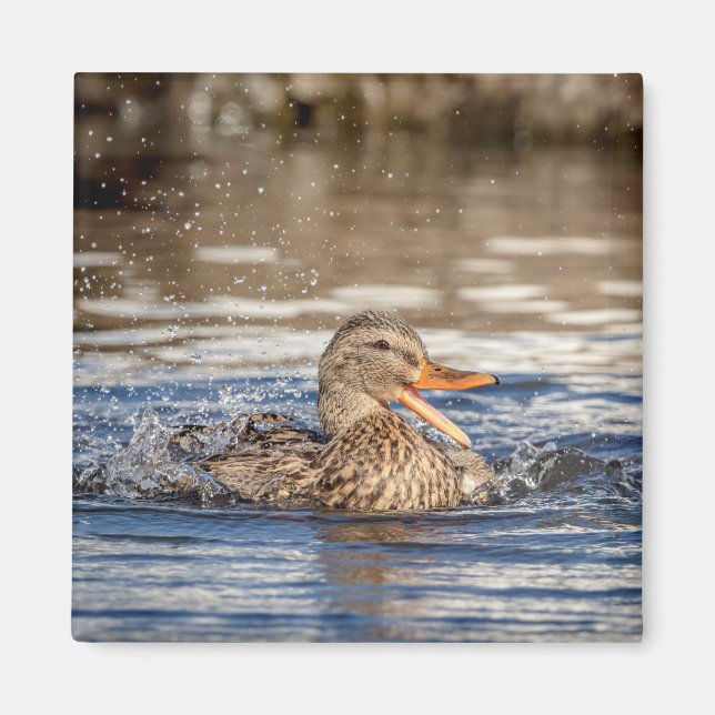 Mallard Duck at Downing Park Magnet (Front)
