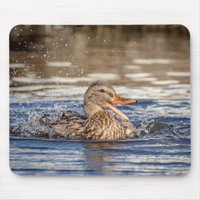 Mallard Duck at Downing Park Mouse Pad (Front)