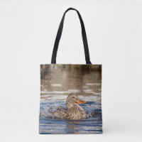 Mallard Duck at Downing Park
