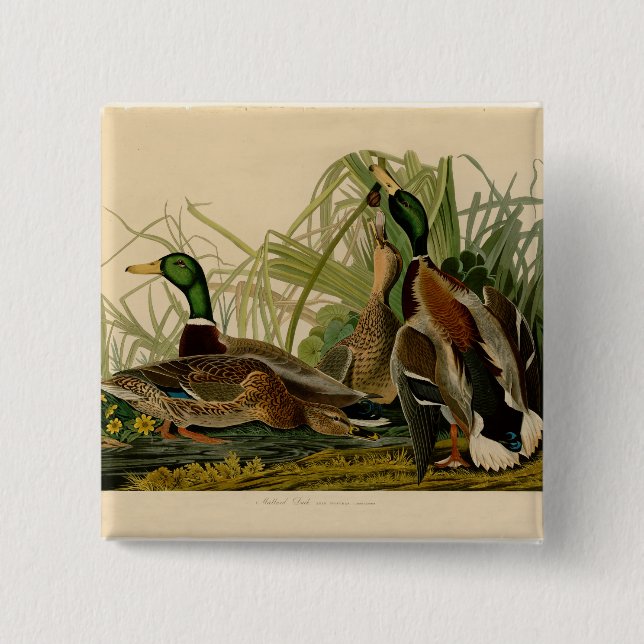 Mallard Duck Audubon Bird Painting 15 Cm Square Badge (Front)
