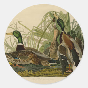 Mallard Duck Audubon Bird Painting Classic Round Sticker