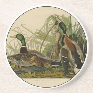 Mallard Duck Audubon Bird Painting Coaster