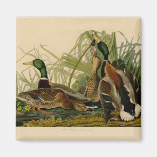 Mallard Duck Audubon Bird Painting Magnet