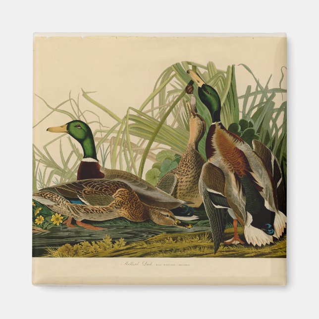 Mallard Duck Audubon Bird Painting Magnet (Front)