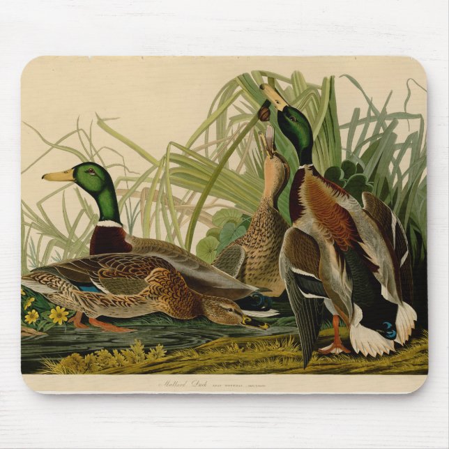 Mallard Duck Audubon Bird Painting Mouse Pad (Front)