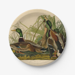 Mallard Duck Audubon Bird Painting Paper Plate