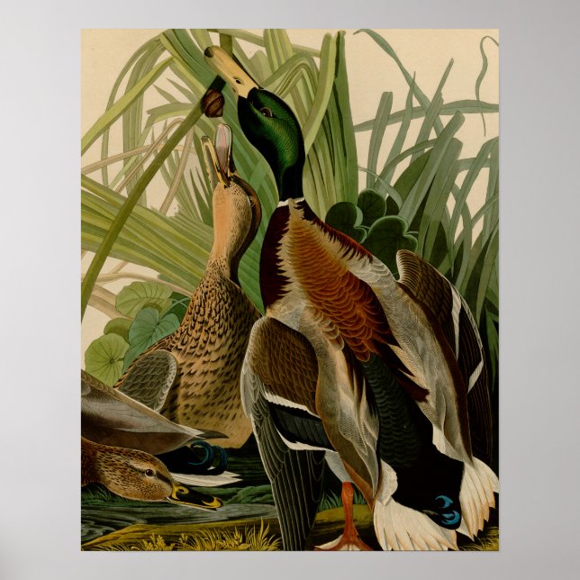 Mallard Duck Audubon Bird Painting Poster (Front)
