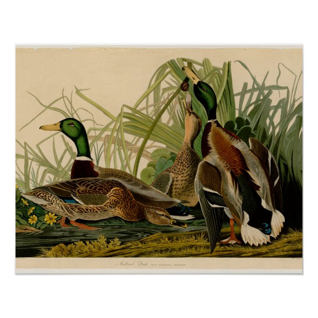 Mallard Duck Audubon Bird Painting Poster (Front)