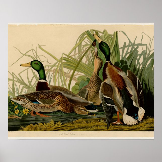 Mallard Duck Audubon Bird Painting Poster (Front)