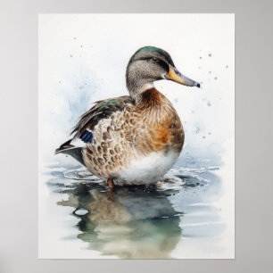 Mallard Duck Bird Art Print Poster
