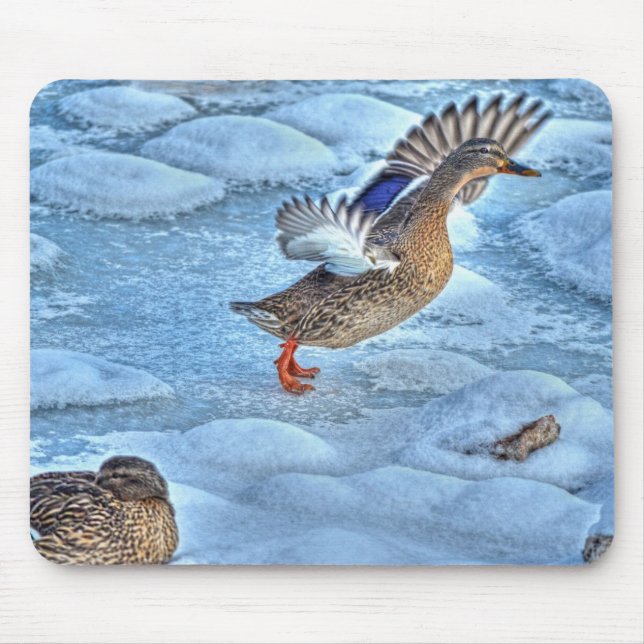 Mallard Duck Birdlover Wildlife Photo Mouse Pad (Front)