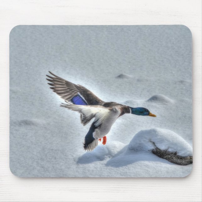 Mallard Duck Birdlover Wildlife Photo Mouse Pad (Front)